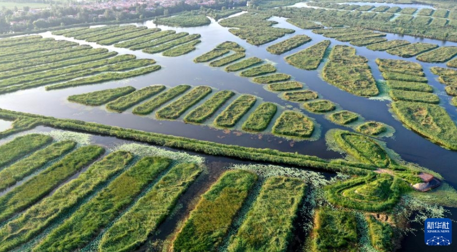 雄安新区の唐河入淀口湿地（8月13日、ドローンによる撮影・王暁）。